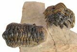 Pair of Crotalocephalina Trilobite Fossils - Lghaft, Morocco #250011-6